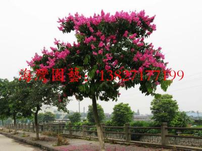 大叶紫薇